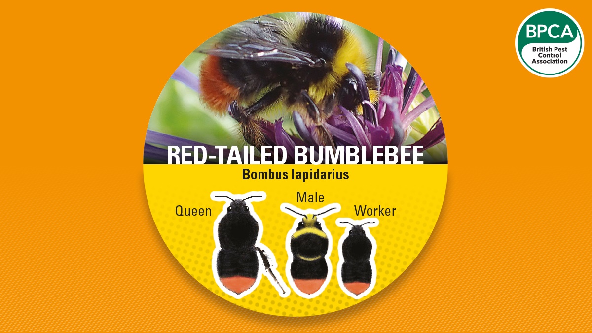 Bumblebee red tail